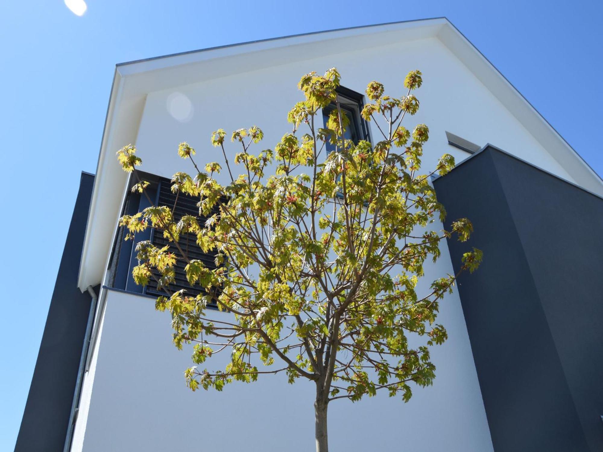 Kapps Haus Apartment Langenargen Exterior photo